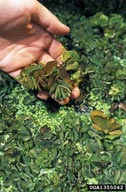 Damage caused by weevil