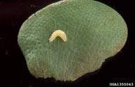 Larva