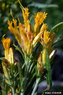 Parry rabbitbrush