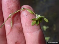 Mary Ellen (Mel) Harte,  Bugwood.org
