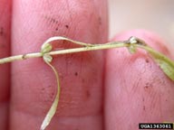 Mary Ellen (Mel) Harte,  Bugwood.org