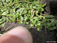 Mary Ellen (Mel) Harte,  Bugwood.org