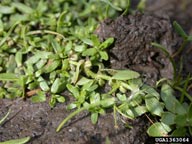 Mary Ellen (Mel) Harte,  Bugwood.org