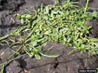 Mary Ellen (Mel) Harte,  Bugwood.org