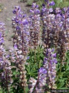 silver lupine (<em>Lupinus argenteus</em>) plant(s)