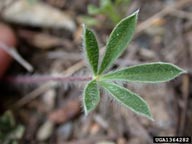 Pacific lupine (<em>Lupinus lepidus</em>) foliage