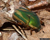 green June beetle (<em>Cotinis nitida</em>) adult(s)
