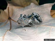 cabbage looper (<em>Trichoplusia ni</em>) adult(s)