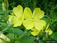 narrowleaf evening-primrose (<em>Oenothera fruticosa</em>) flower(s)