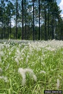 cogongrass