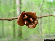 pawpaw