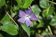 big periwinkle