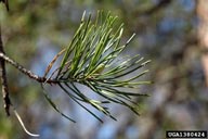Virginia pine (<em>Pinus virginiana</em>) foliage