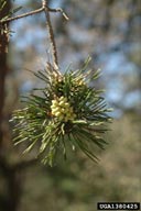 Virginia pine (<em>Pinus virginiana</em>) foliage