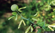 trifoliate orange (<em>Citrus trifoliata</em>) twig(s)/shoot(s)