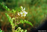 sticky nightshade (<em>Solanum sisymbriifolium</em>) flower(s)