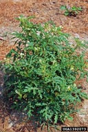 sticky nightshade (<em>Solanum sisymbriifolium</em>) plant(s)
