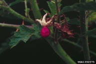 sticky nightshade (<em>Solanum sisymbriifolium</em>) fruit(s)