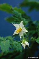 sticky nightshade (<em>Solanum sisymbriifolium</em>) flower(s)