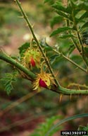 sticky nightshade (<em>Solanum sisymbriifolium</em>) fruit(s)