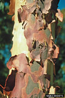 spotted gum (<em>Eucalyptus maculata</em>) bark