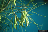 mulga (<em>Acacia aneura</em>) fruit(s)