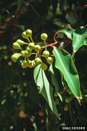 redgum (<em>Eucalyptus calophylla</em>) fruit(s)