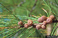 gray sheoak (<em>Casuarina glauca</em>) fruit(s)