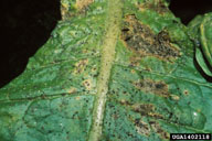 Aphids have beak-like mouthparts through which they suck plant juices. In addition, they produce a sticky waste product, honeydew, on which sooty mold develop.