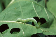 Loopers are pale green, about one inch long when full grown, and taper slightly toward the head. There is a thin, white line along each side of the body and two others along the middle of the back. Larvae are characterized by the presence of three pairs of fleshy prolegs (in addition to three pairs of jointed legs behind the head) and their habit of moving in a 