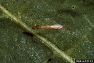 R.J. Reynolds Tobacco Company ,  Bugwood.org Stilt bugs are slender, brown bugs slightly over ½ inch in length when full grown. They have long, thread-like legs and antennae. Nymphs are similar to the adults but are smaller, lighter in color, and wingless. Stilt bugs are commonly seen walking slowly over tobacco plants or flying about the field in search of prey. These important beneficials feed on hornworm and budworm eggs (and to some extent on aphids) and may have a major impact on reducing damage caused by these pests.
