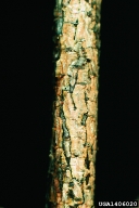 Diplodia tip blights (<em>Diplodia spp.</em>) symptoms on pine (<em>Pinus spp.</em>)