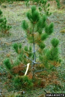lower branches infected with Scleroderris canker