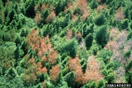 Scleroderris canker of pine and spruce (<em>Gremmeniella abietina</em>) symptoms on pine (<em>Pinus spp.</em>)