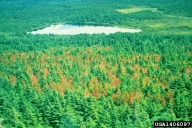 only red pine trees are damaged