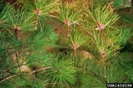 Scleroderris canker of pine and spruce (<em>Gremmeniella abietina</em>) symptoms on red pine (<em>Pinus resinosa</em>)