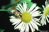 on daisy fleabane