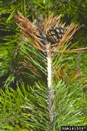 Branch dieback. July 16, 2002