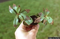 Leaf necrosis.