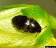toadflax flower-eating beetle (<em>Brachypterolus pulicarius</em>) adult(s) on toadflax (<em>Linaria spp.</em>)