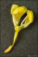 Larva at the base of a toadflax flower.