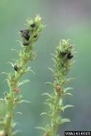 toadflax flower-eating beetle (<em>Brachypterolus pulicarius</em>) control on yellow toadflax (<em>Linaria vulgaris</em>)