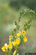 toadflax flower-eating beetle (<em>Brachypterolus pulicarius</em>) control on Dalmatian toadflax (<em>Linaria dalmatica</em>)