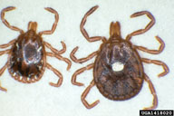 lone star tick (<em>Amblyomma americanum</em>) adult(s)