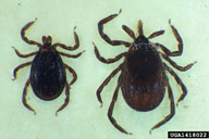 blacklegged tick (<em>Ixodes scapularis</em>) adult(s)