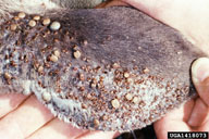 Adult, nymphal and larval ticks attached to ear of sika deer