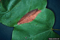 redbud leaffolder (<em>Fascista cercerisella</em>) damage