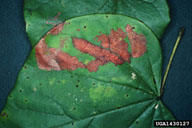redbud leaffolder (<em>Fascista cercerisella</em>) damage