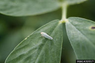 potato leafhopper (<em>Empoasca fabae</em>) adult(s) on peanut (<em>Arachis hypogaea</em>)