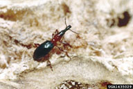 Adults are ant-like, shiny, blue-black, snout beetles whose 